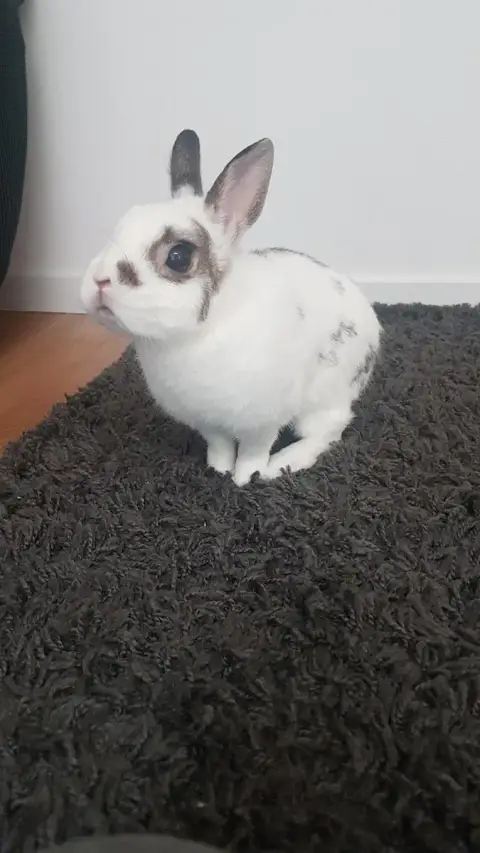 Floky(Réservé)