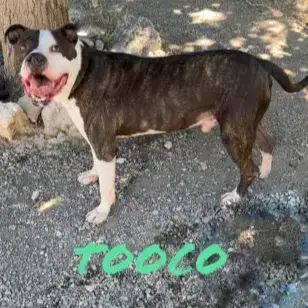 Tooco