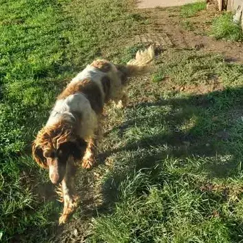 Oreo