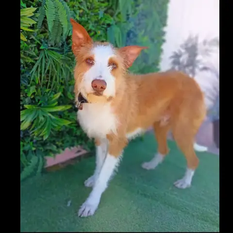 Finnley