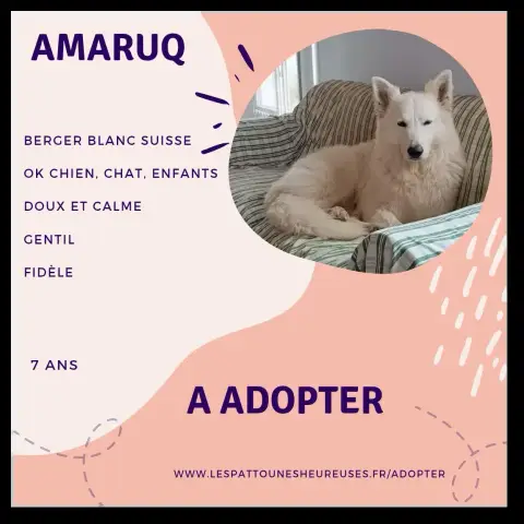 Amaruq