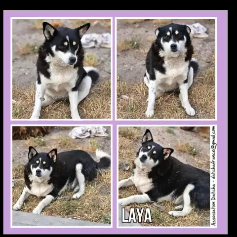 Laya