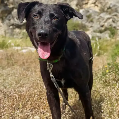 Dingo