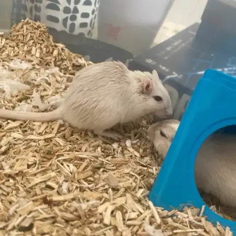 Milo Et Bernard