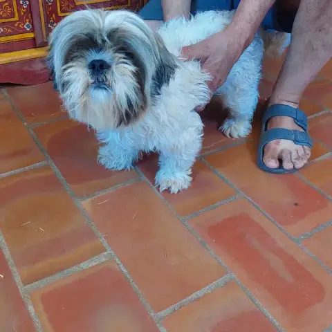 Filou