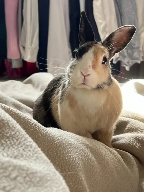 [À L'Adoption] Capucine