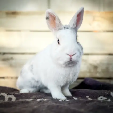 Gary