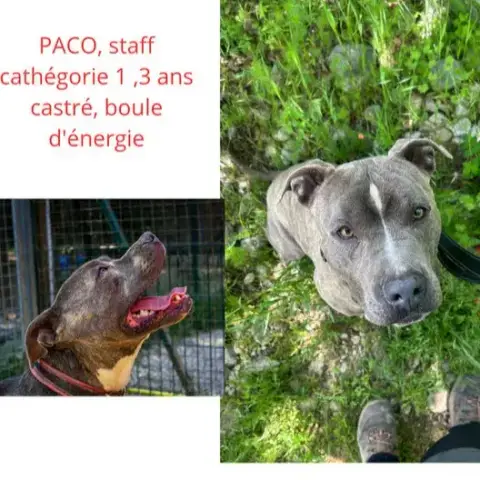 Paco