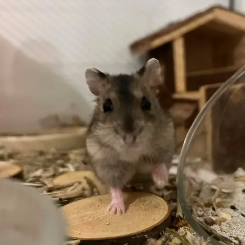 Marcel
