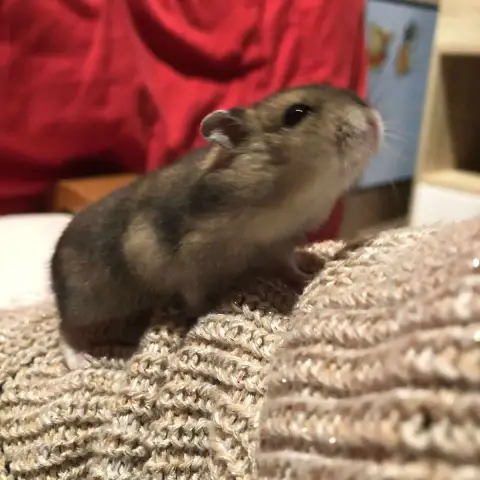 Alvin photo 2