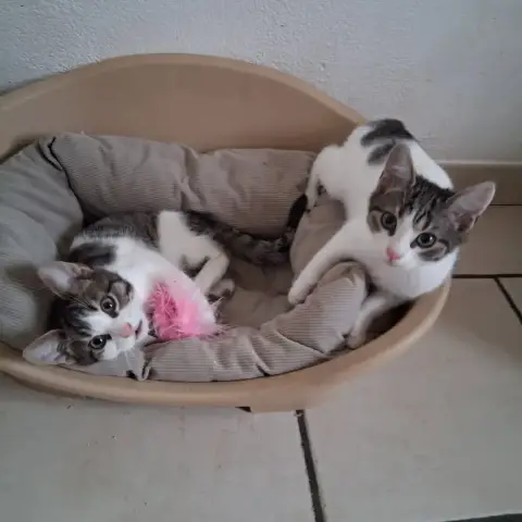 Ary Et Ambre