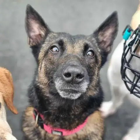 Leika