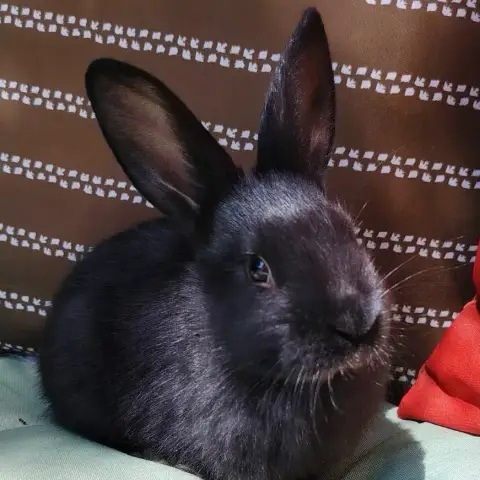 Zia