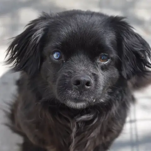Koda photo 2