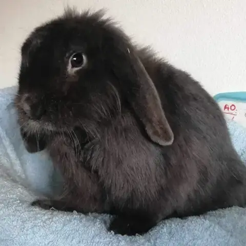 Rebel photo 2