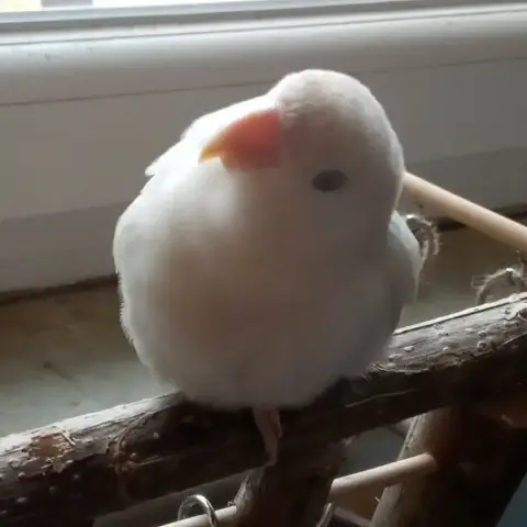 Touiteur