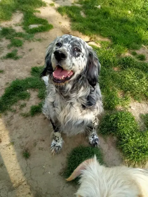 Toby photo 2