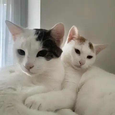 Loucky À Adopter Avec Son Frère Backy photo 2