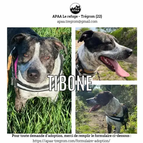 Tibone