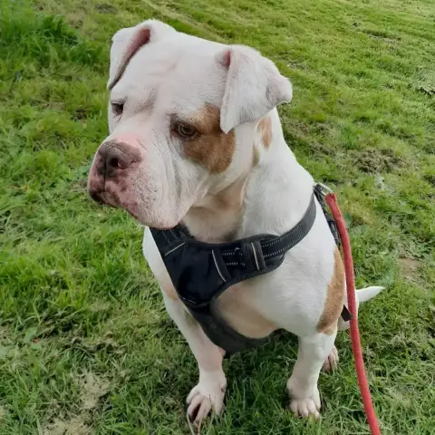 Taïka