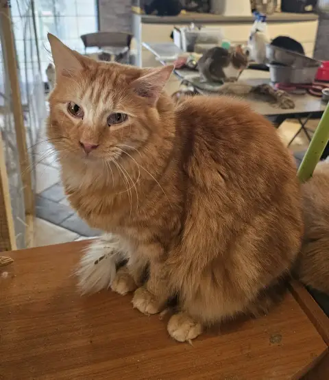 Tarzan