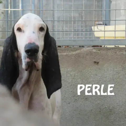 Perle