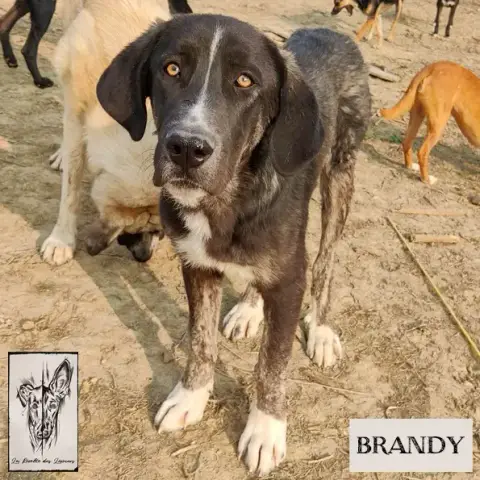 Brandy