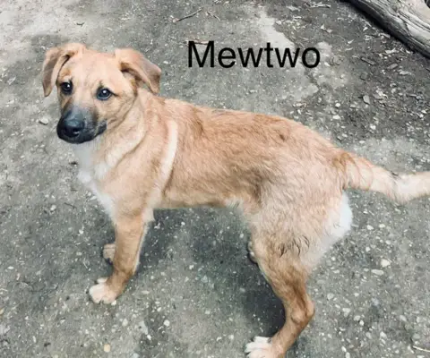 Mewtwo photo 3