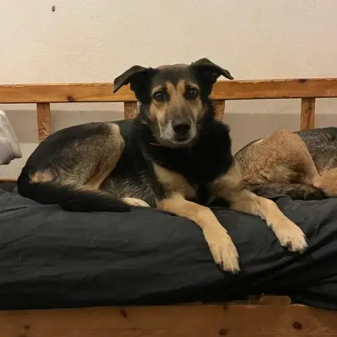 Nala photo 2