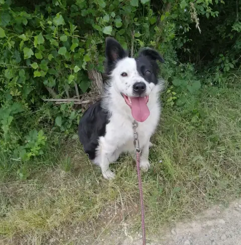 Chipie