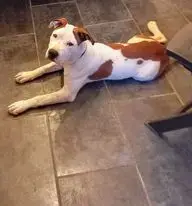 Tchanco