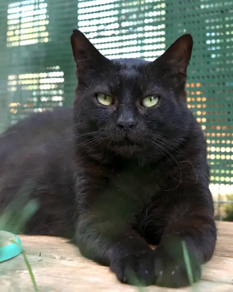 Douglas