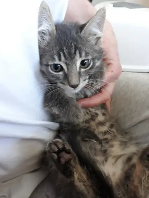 Paolo Chaton Tigré Gris photo 2