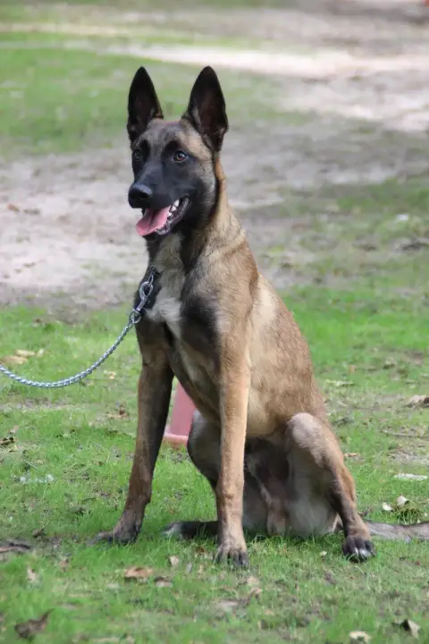 Malinois photo 3