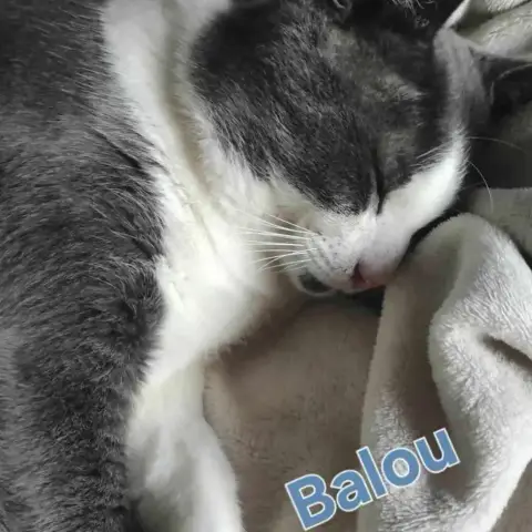 Balou