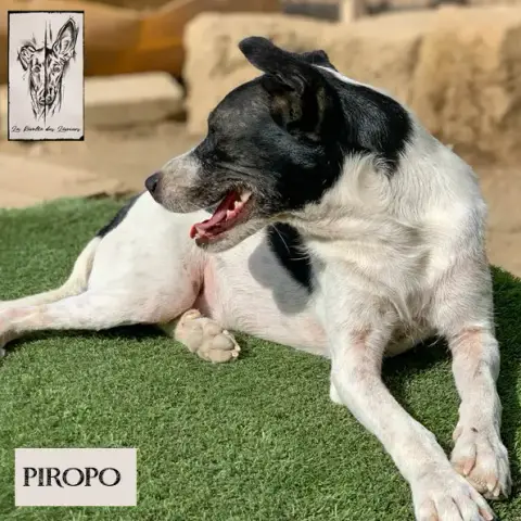 Piropo photo 3