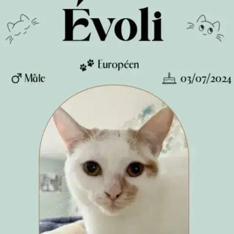Evoli