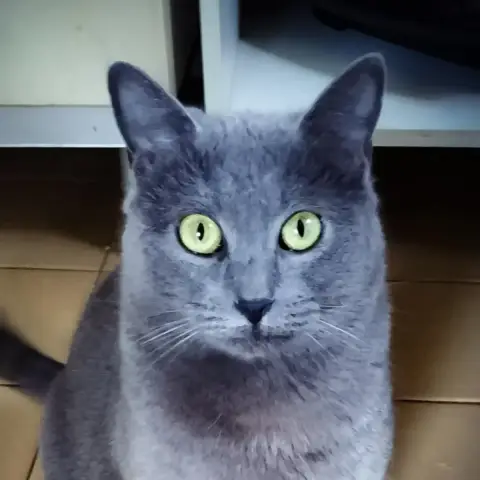 Alizea