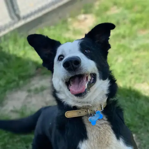 Rox
