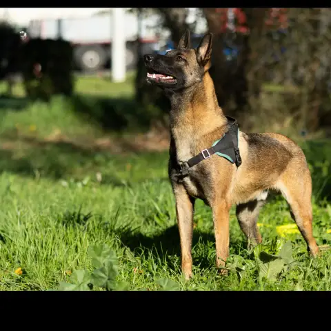 Paco photo 2