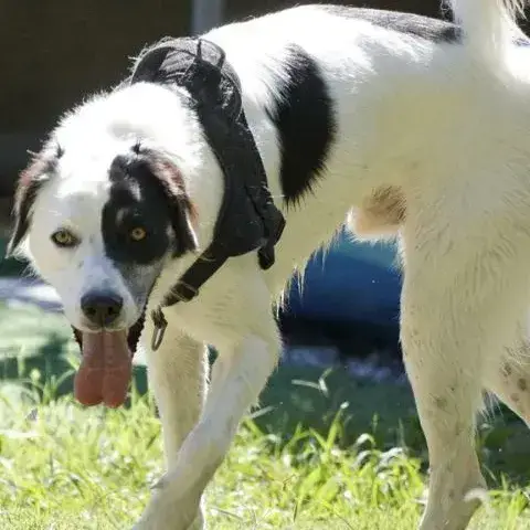 Oreo