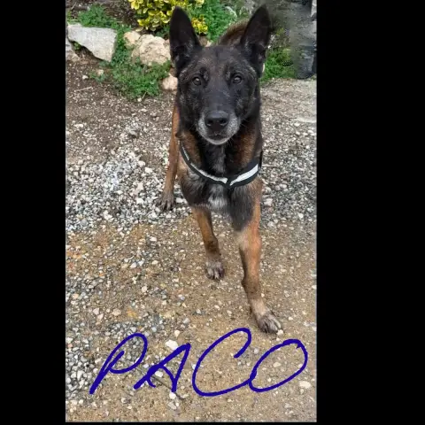 Paco