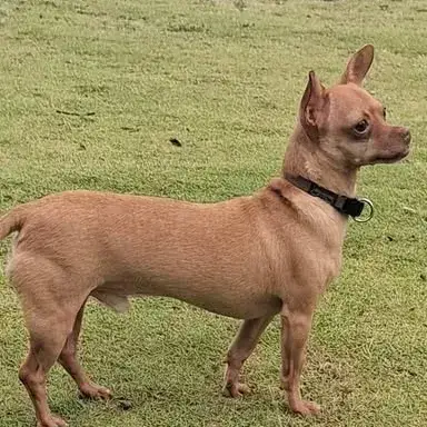 Coco
