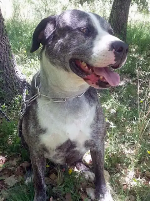 Athos photo 3
