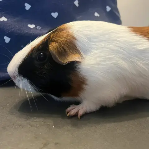 Speedy