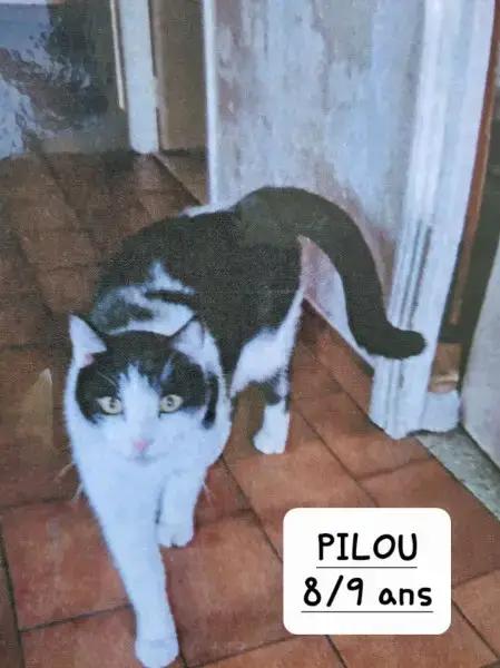 Pilou photo 2
