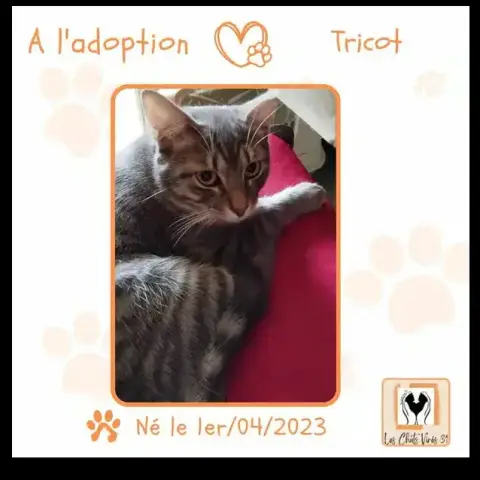 Tricot