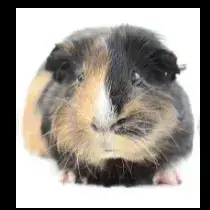 Chouquette photo 2