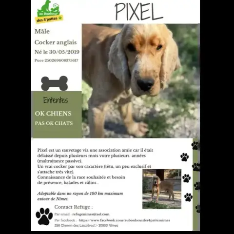 Pixel