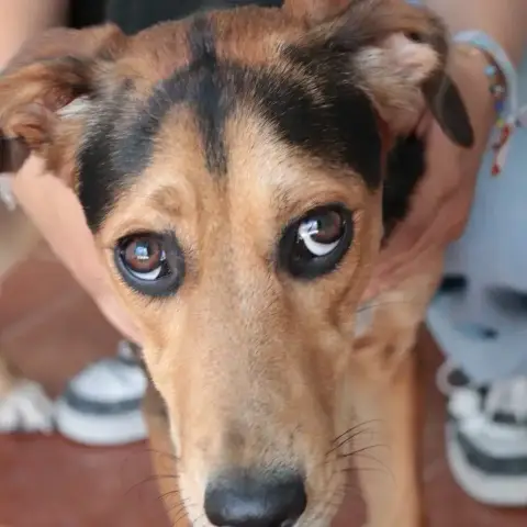 Vega